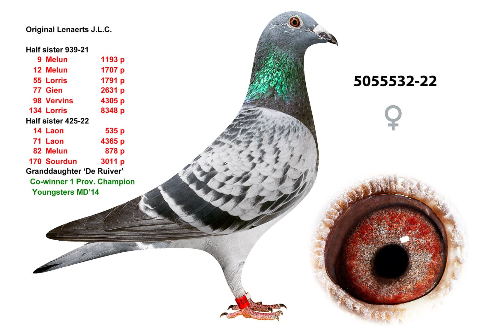 pigeon: undefined