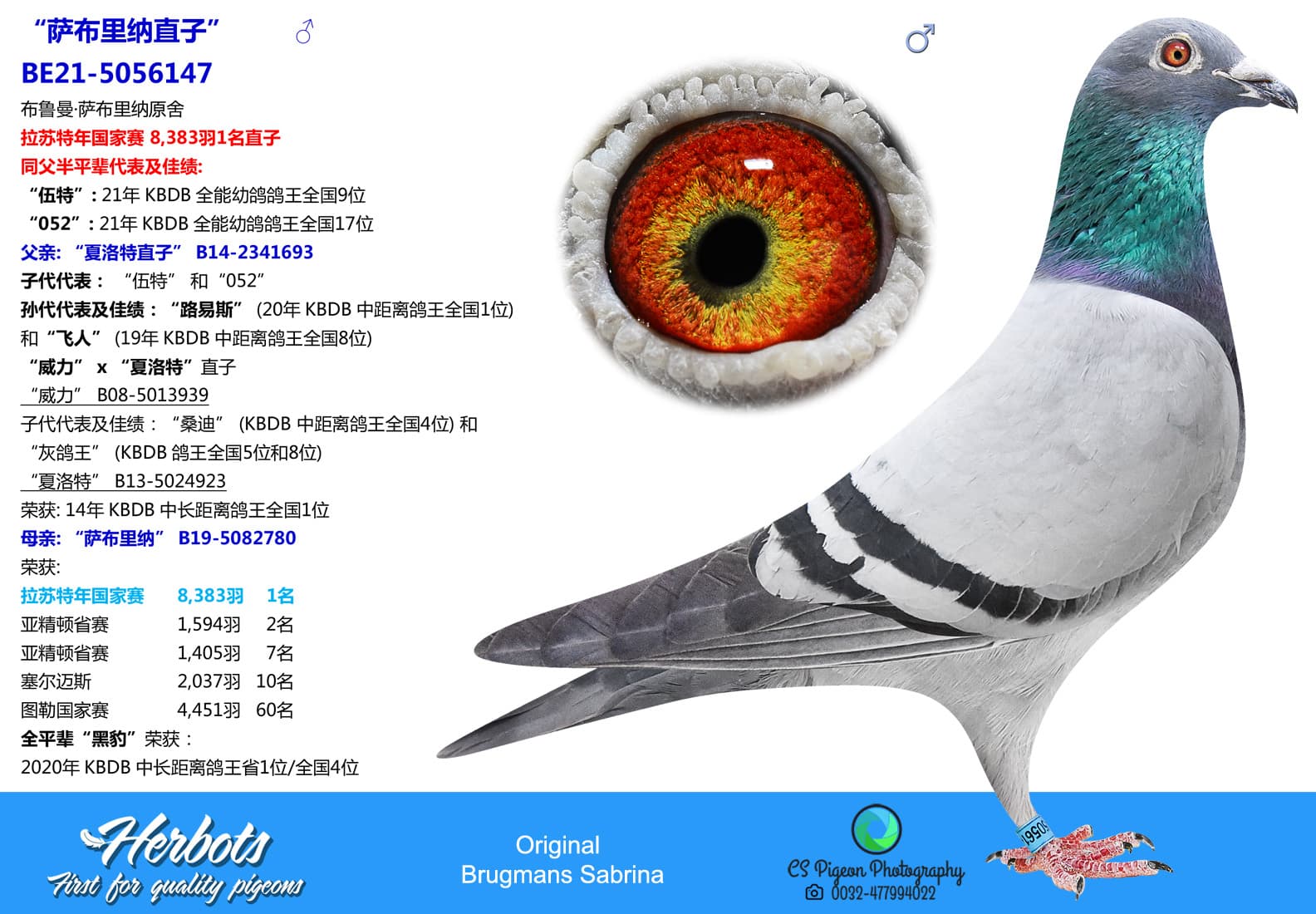 pigeon: “萨布里纳直子”