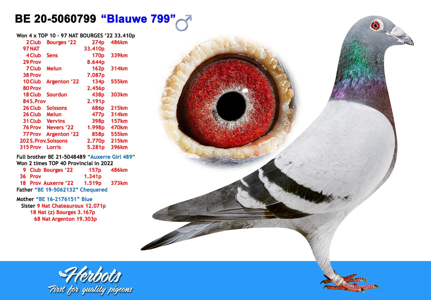 pigeon: “Blauwe 799”