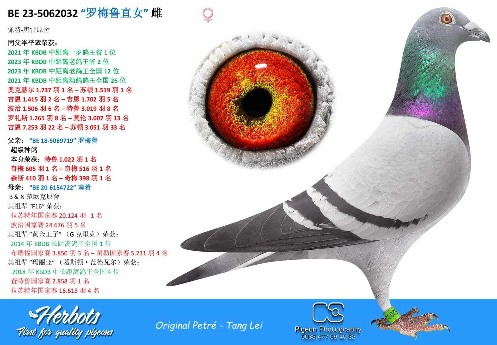 pigeon: undefined