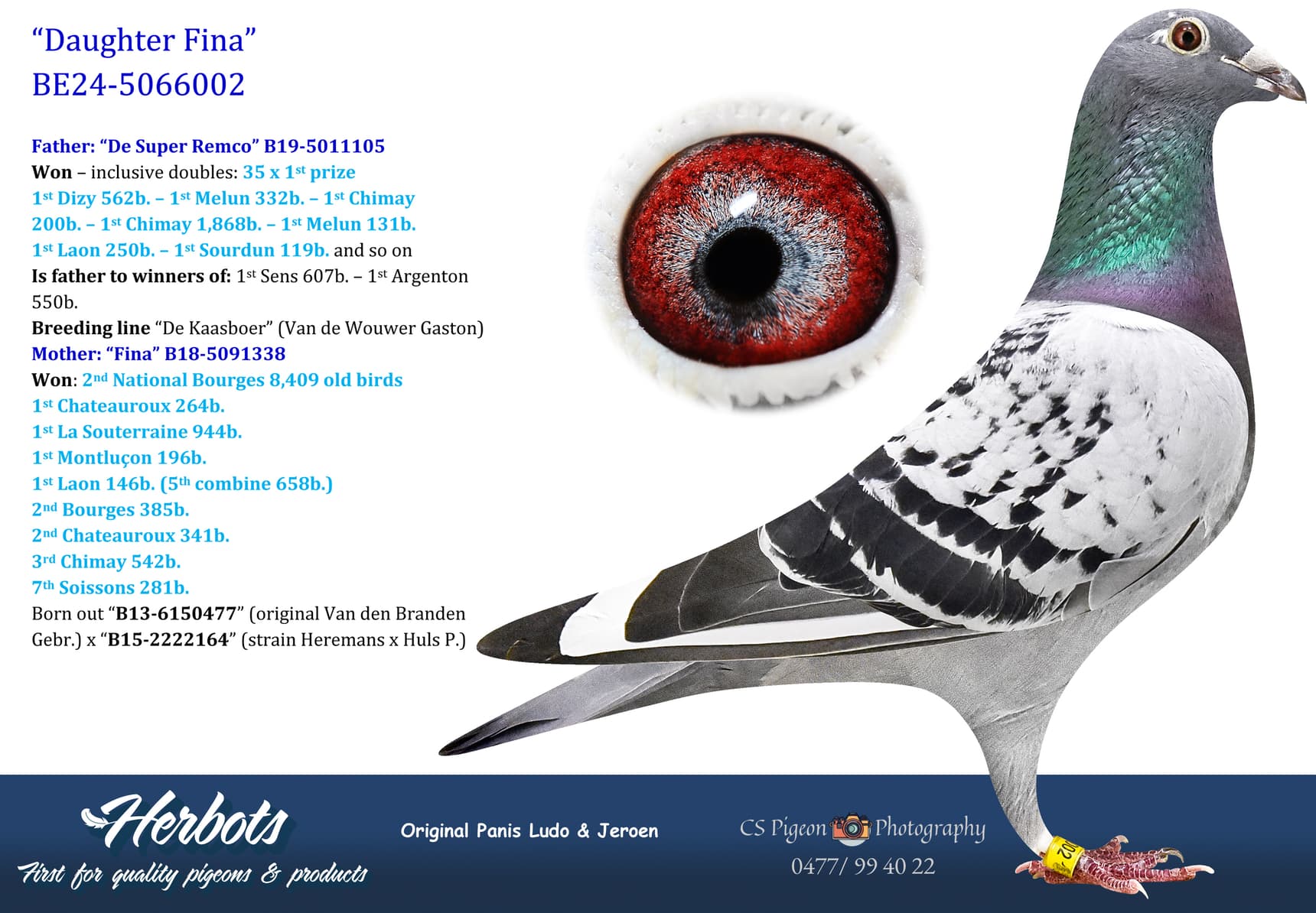 pigeon: undefined