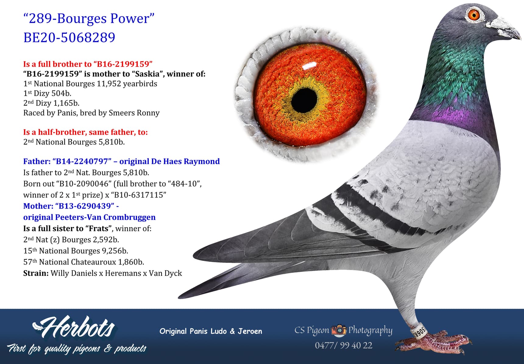 pigeon: undefined