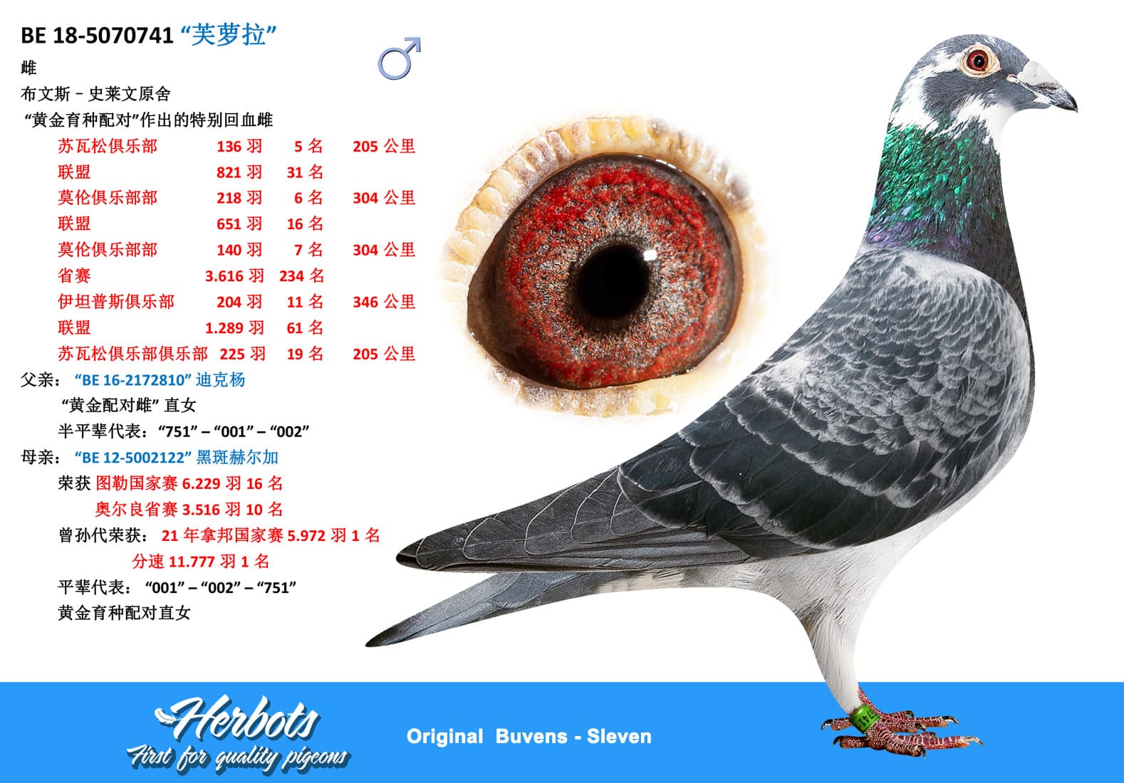 pigeon: undefined