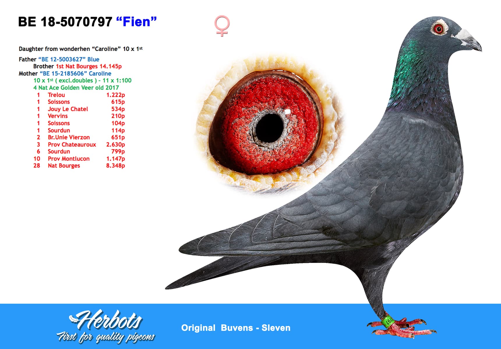 pigeon: undefined