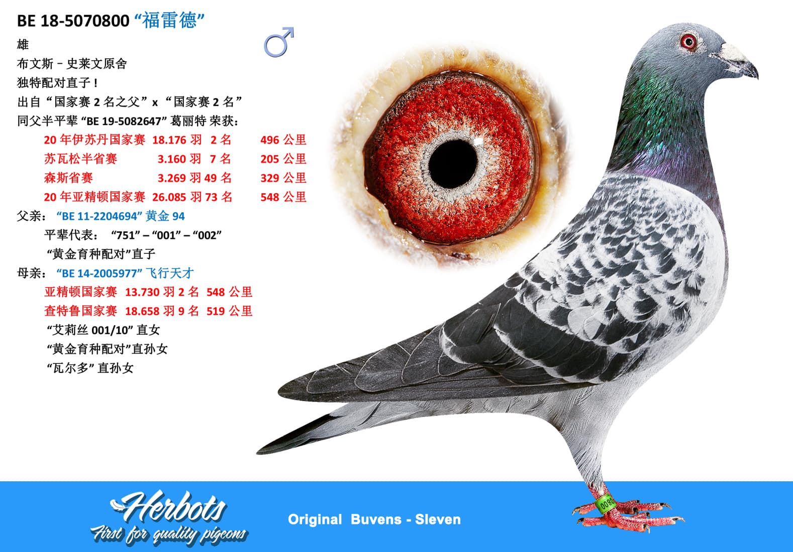 pigeon: undefined