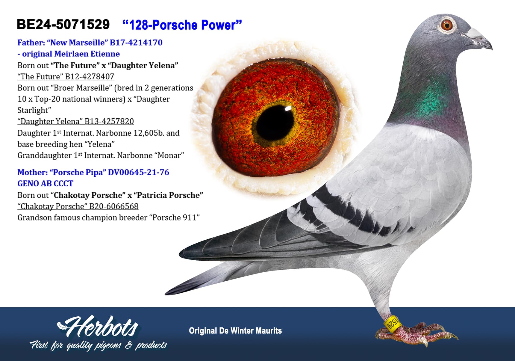 pigeon: undefined