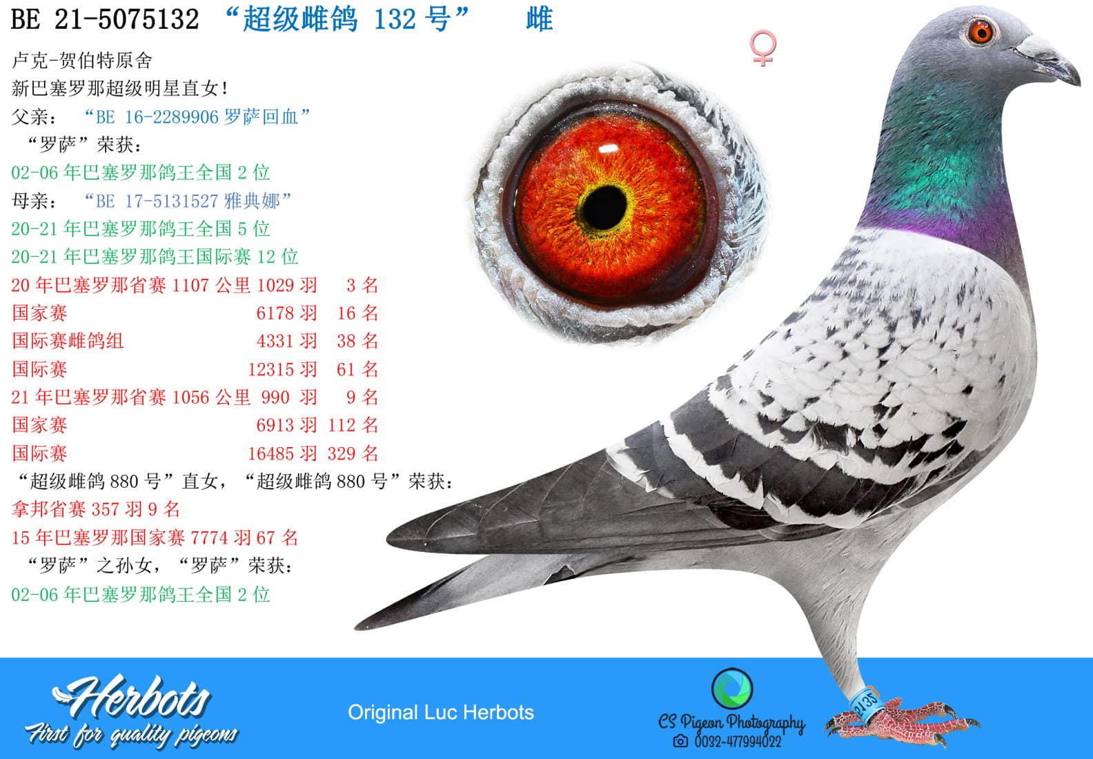 pigeon: “超级雌鸽 132号”