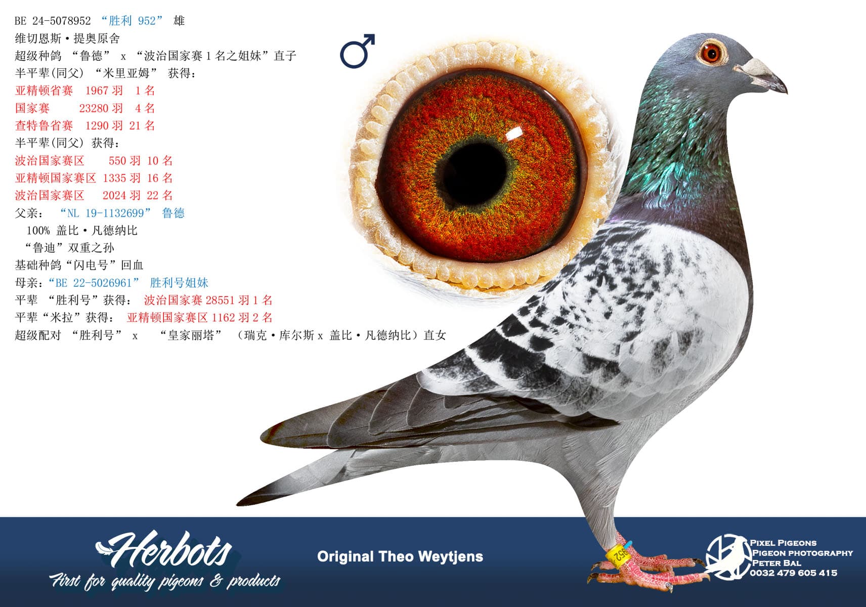 pigeon: undefined