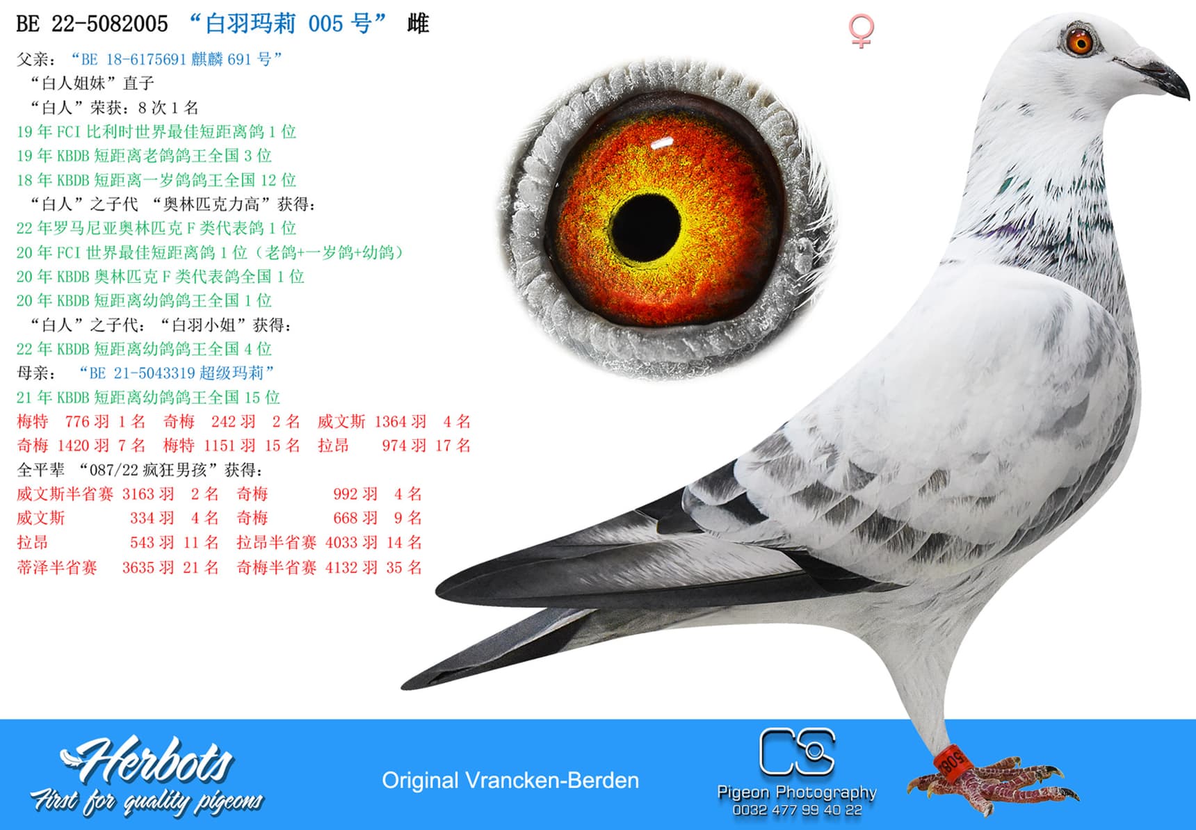 pigeon: “白羽玛莉005号”