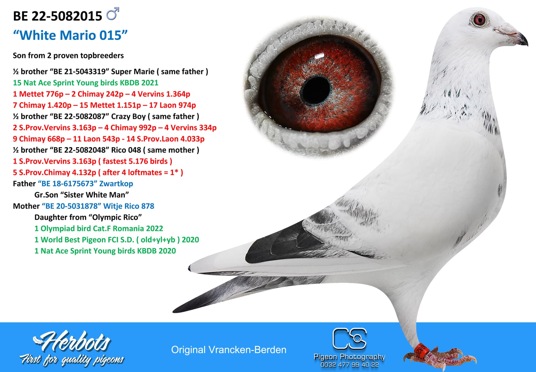 pigeon: “White Mario 015”