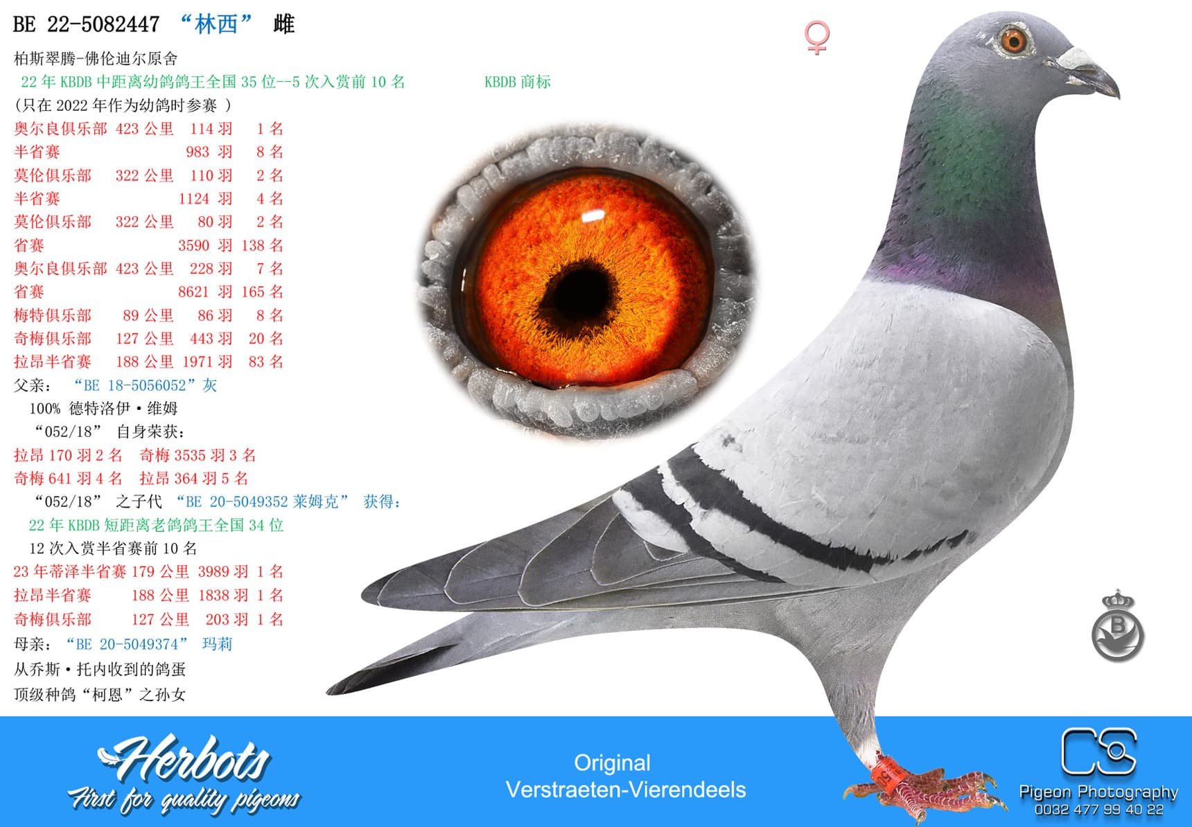 pigeon: undefined