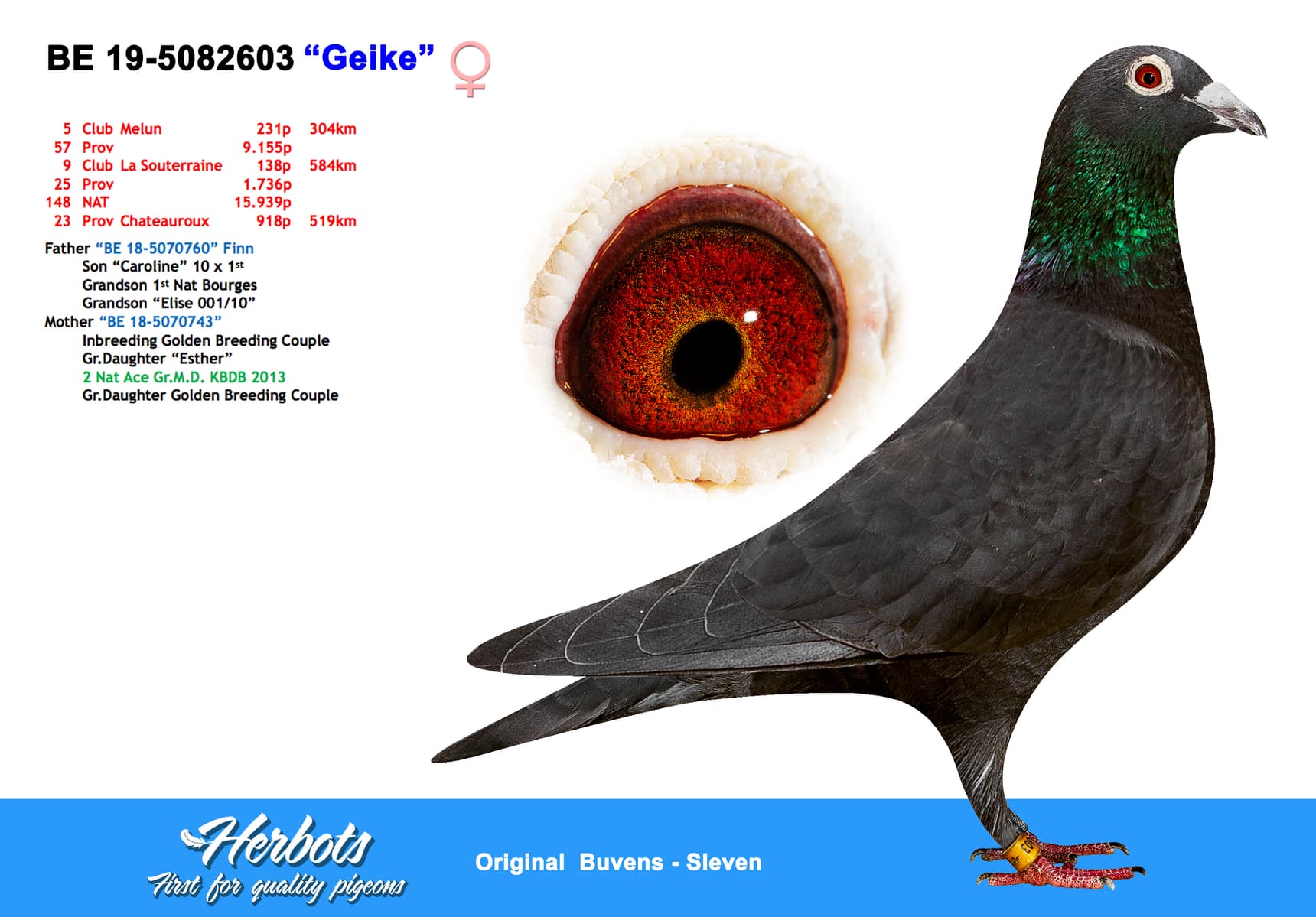 pigeon: undefined