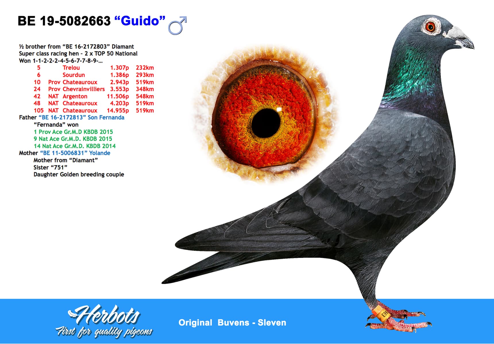 pigeon: “Guido”