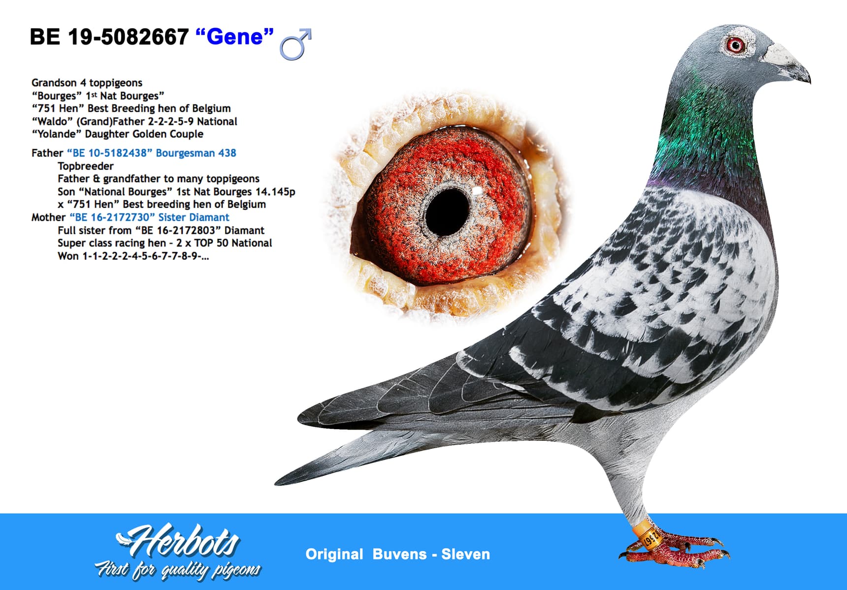 pigeon: undefined