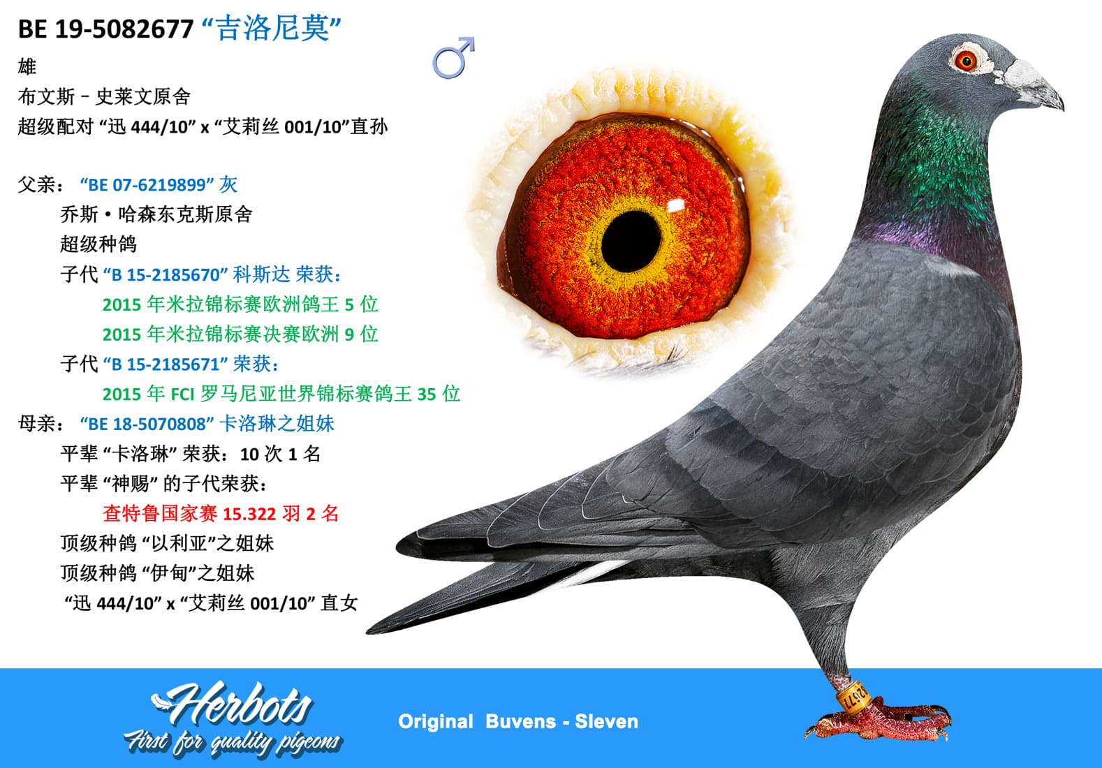 pigeon: undefined