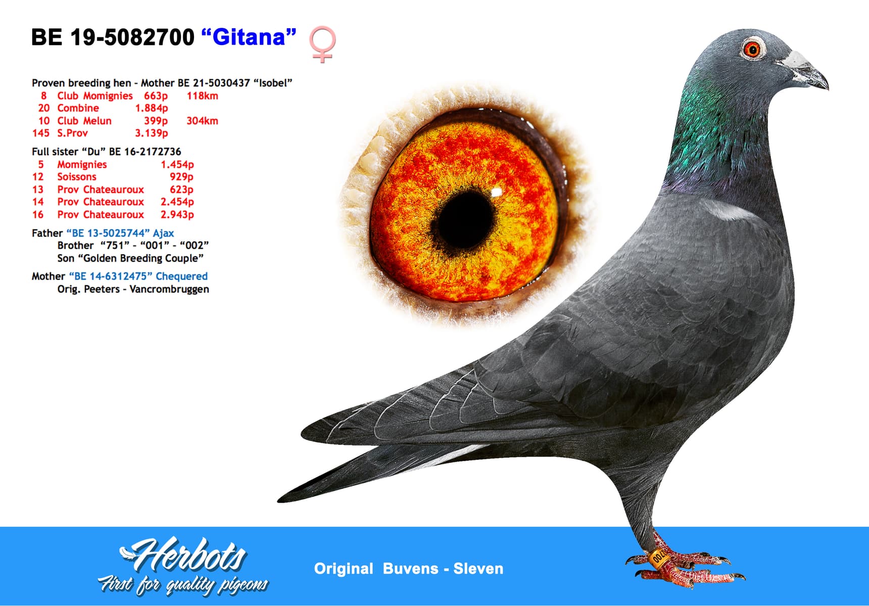 pigeon: undefined