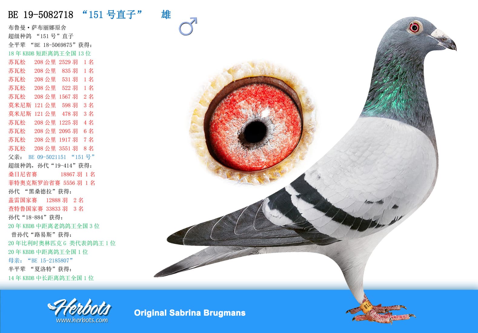 pigeon: undefined