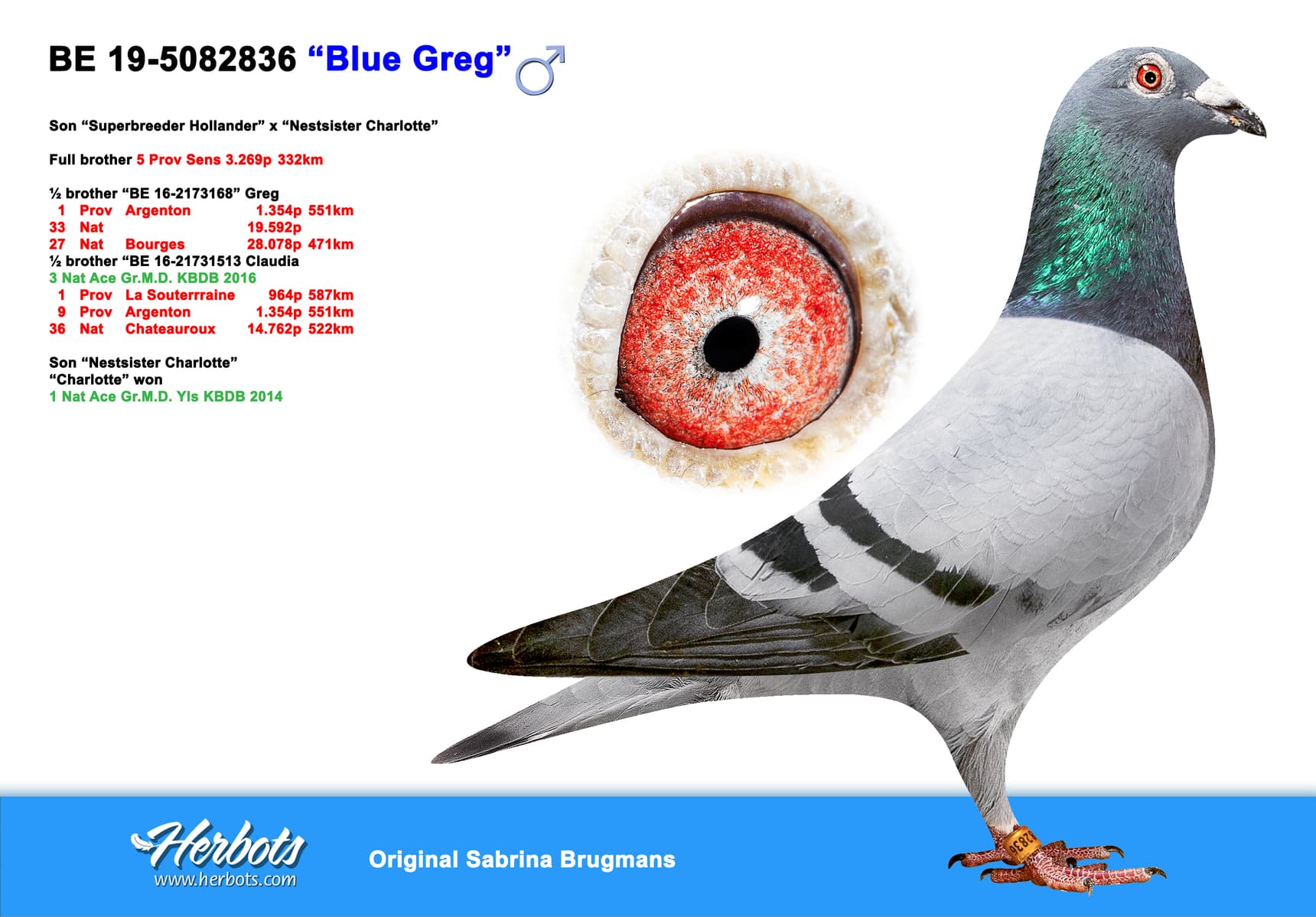 pigeon: “Blue Greg”