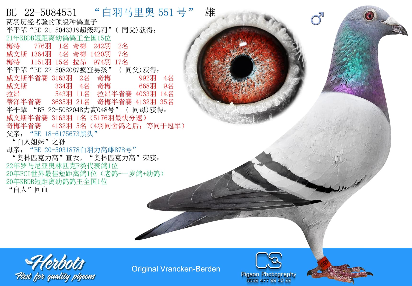 pigeon: “白羽马里奥551号”