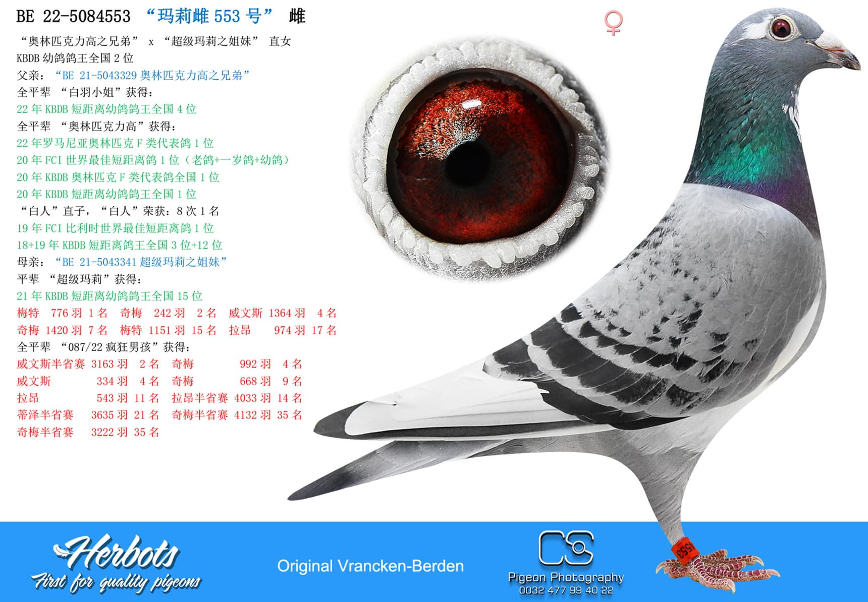 pigeon: “玛莉雌553号”