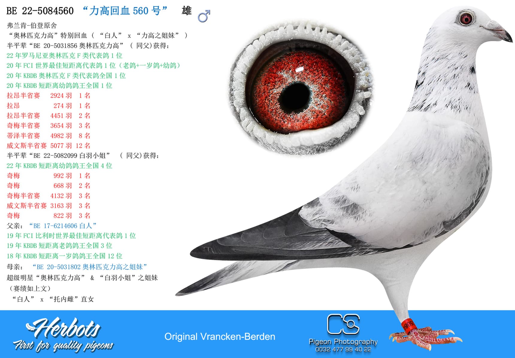 pigeon: “力高回血560号”