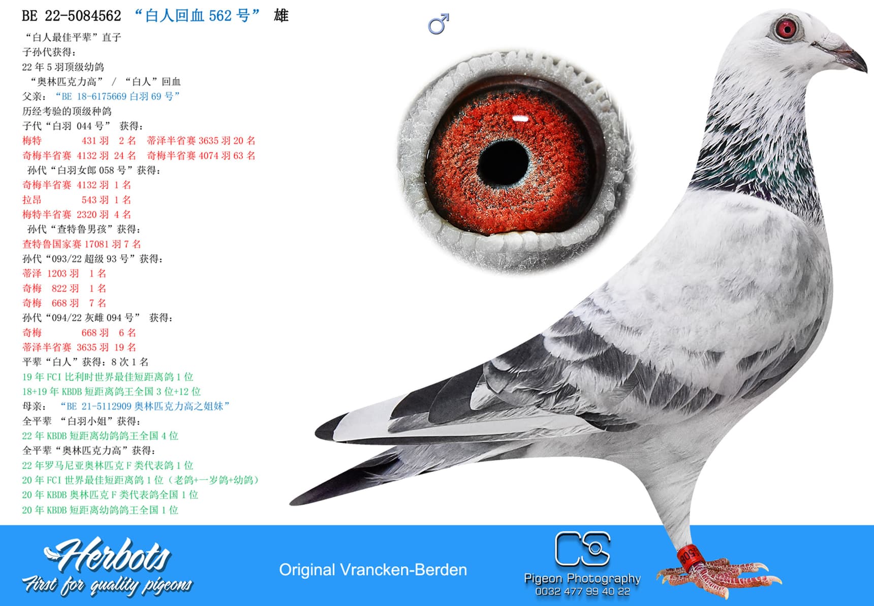 pigeon: “白人回血562号”