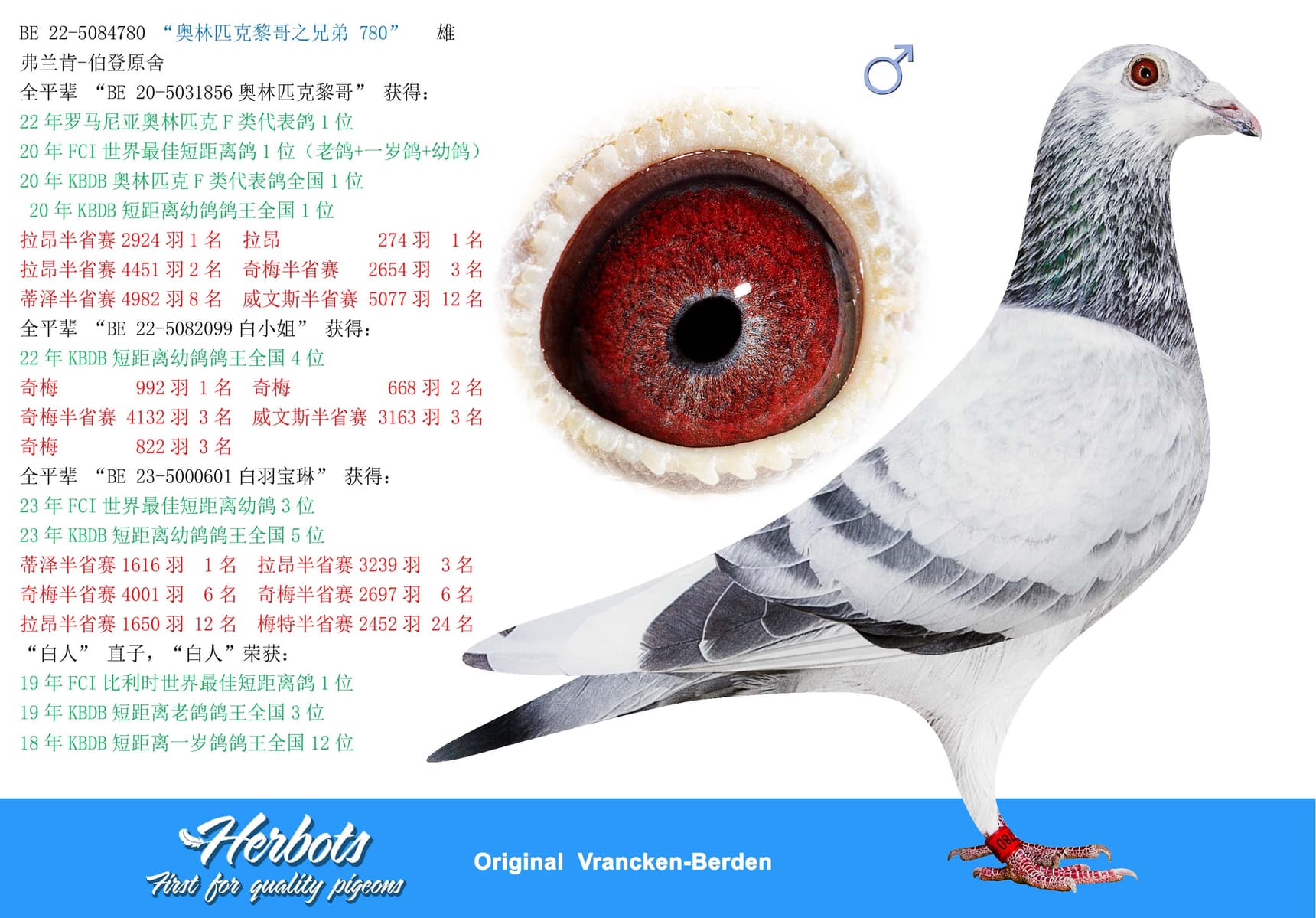 pigeon: “奥林匹克黎哥之兄弟 780”