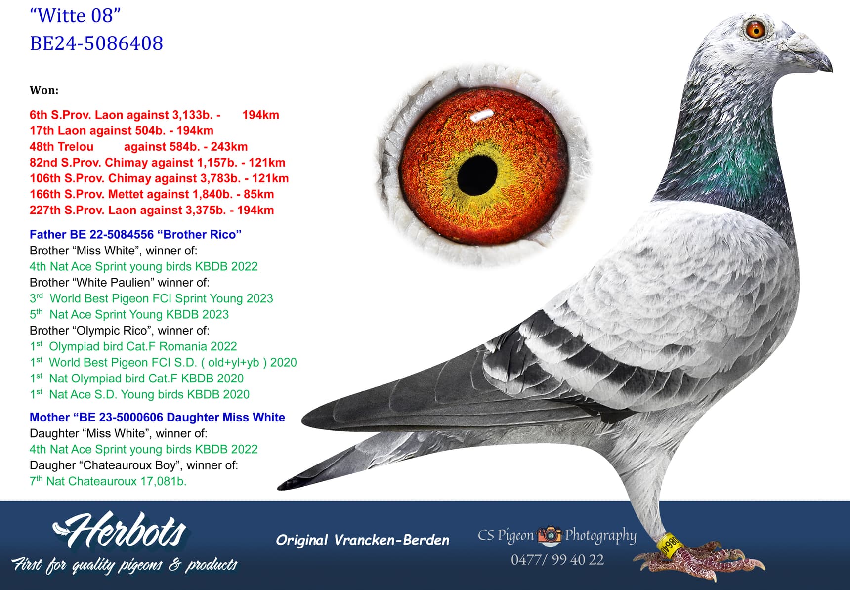 pigeon: undefined