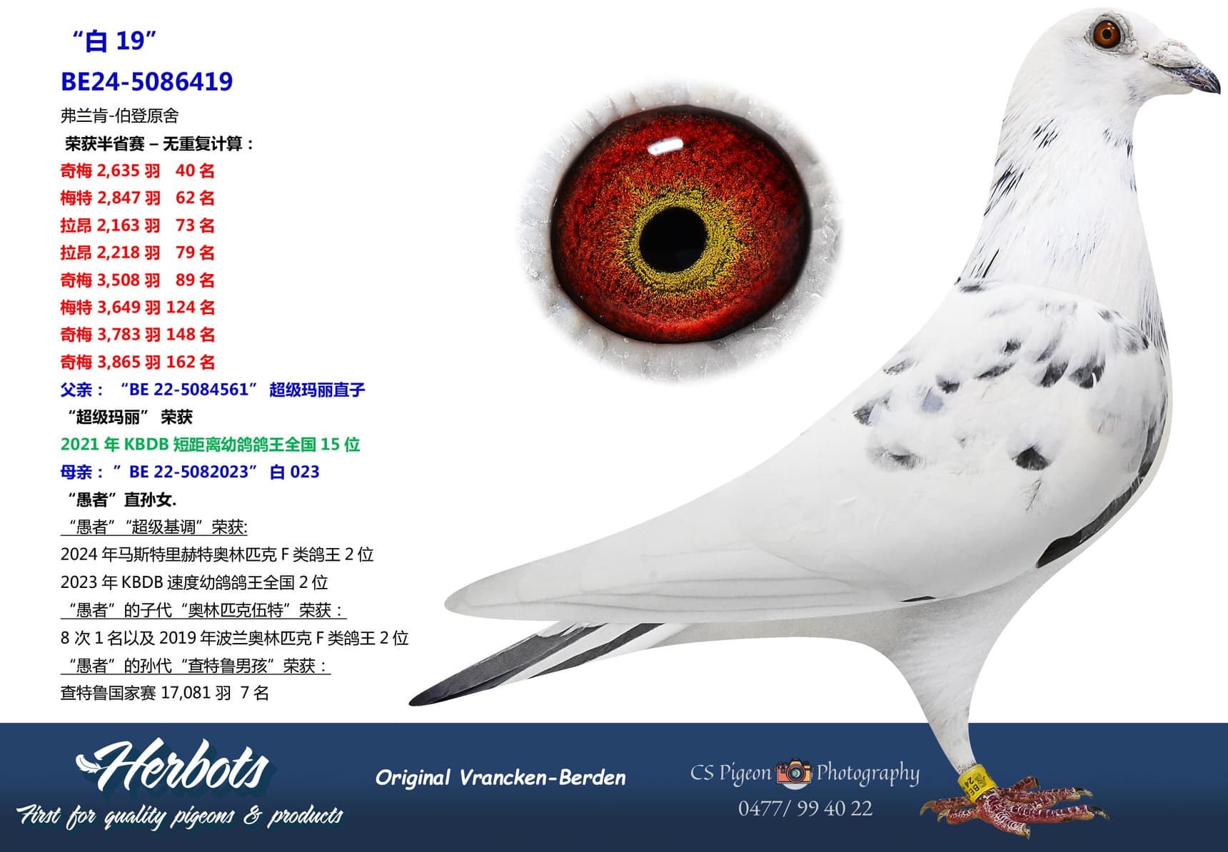 pigeon: undefined