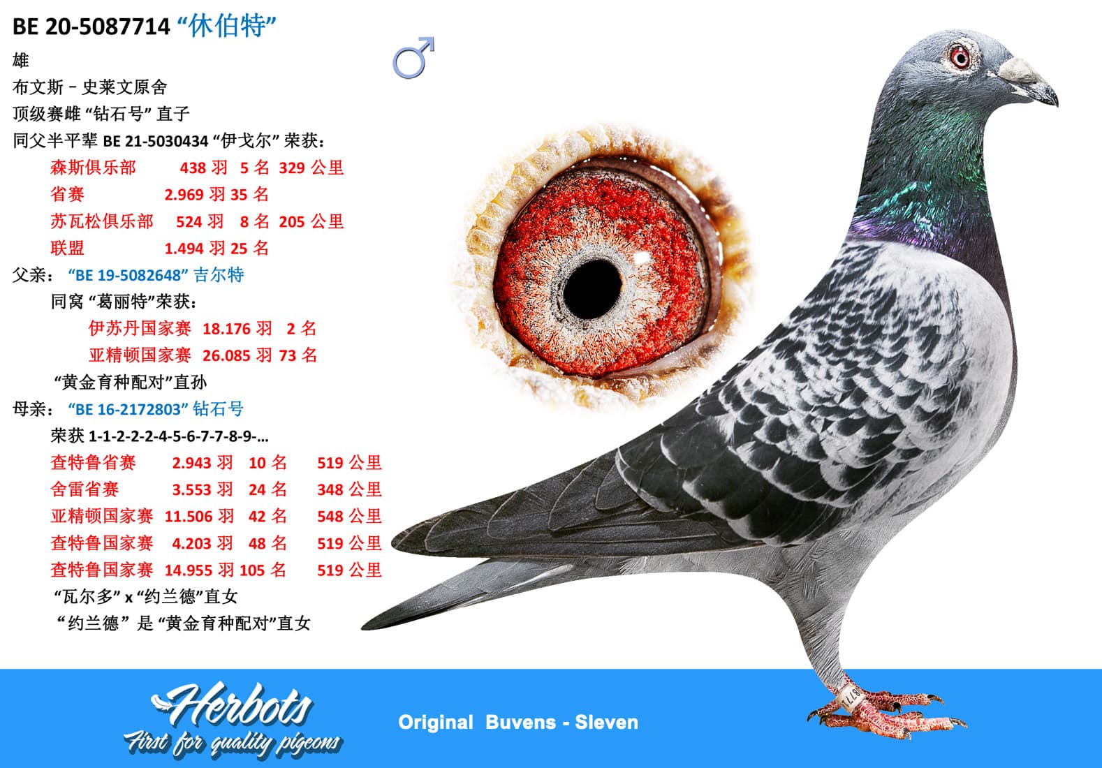 pigeon: undefined