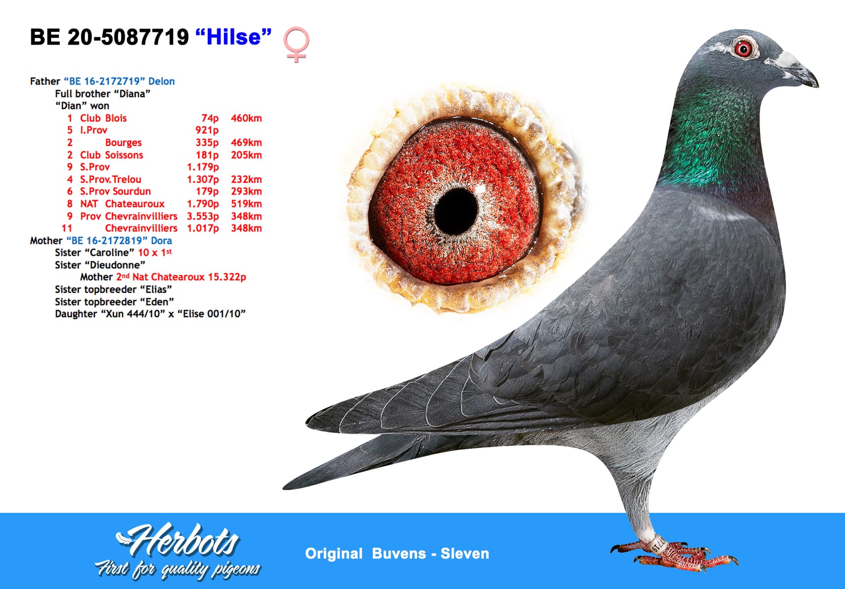 pigeon: undefined