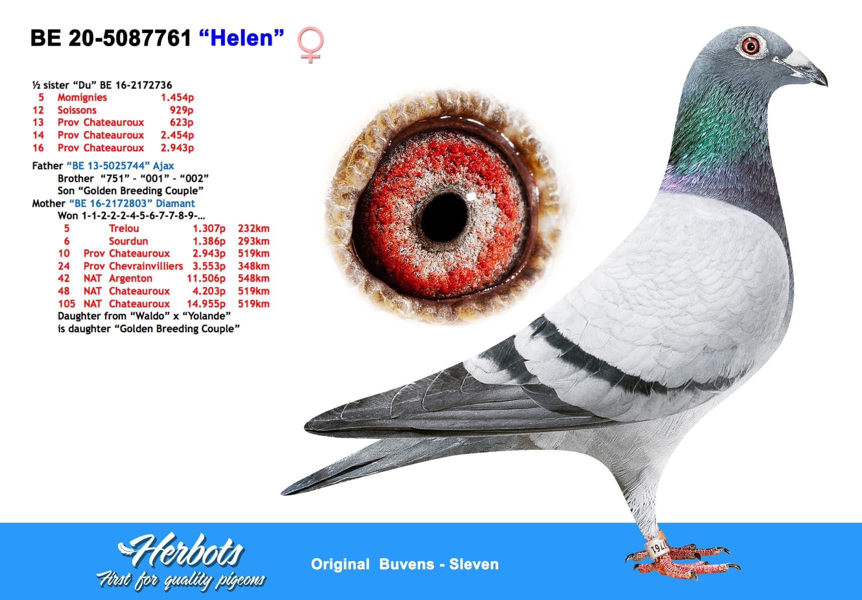 pigeon: “Helen”
