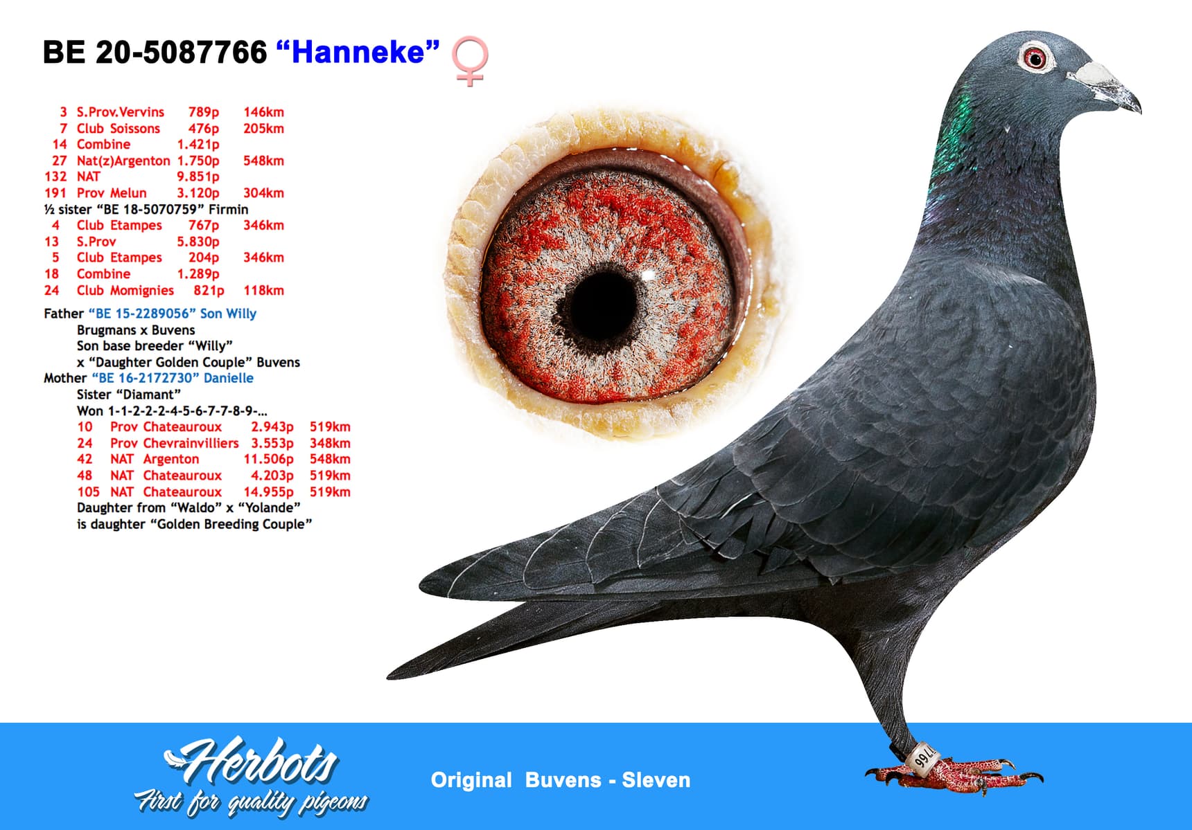 pigeon: undefined