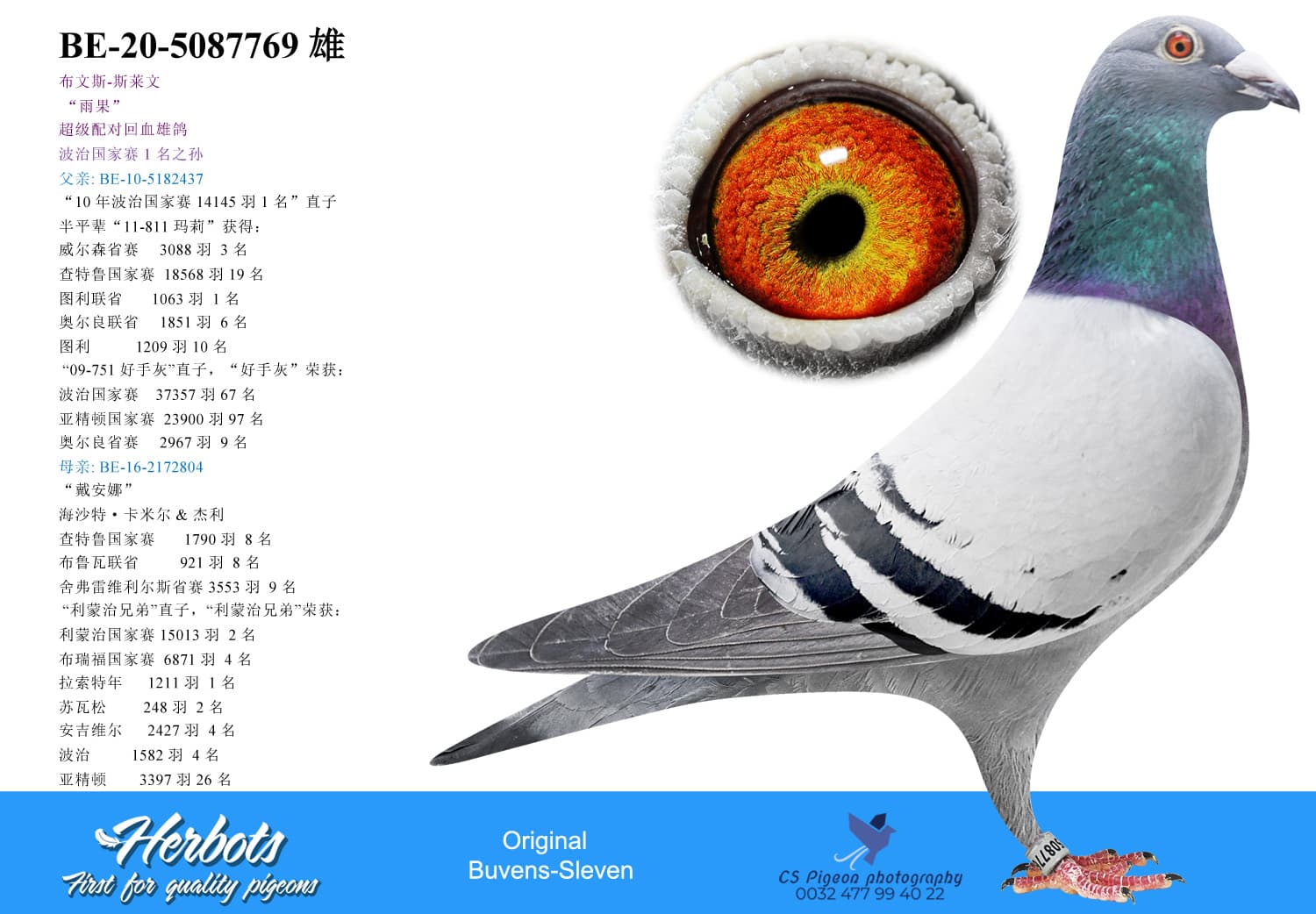 pigeon: undefined