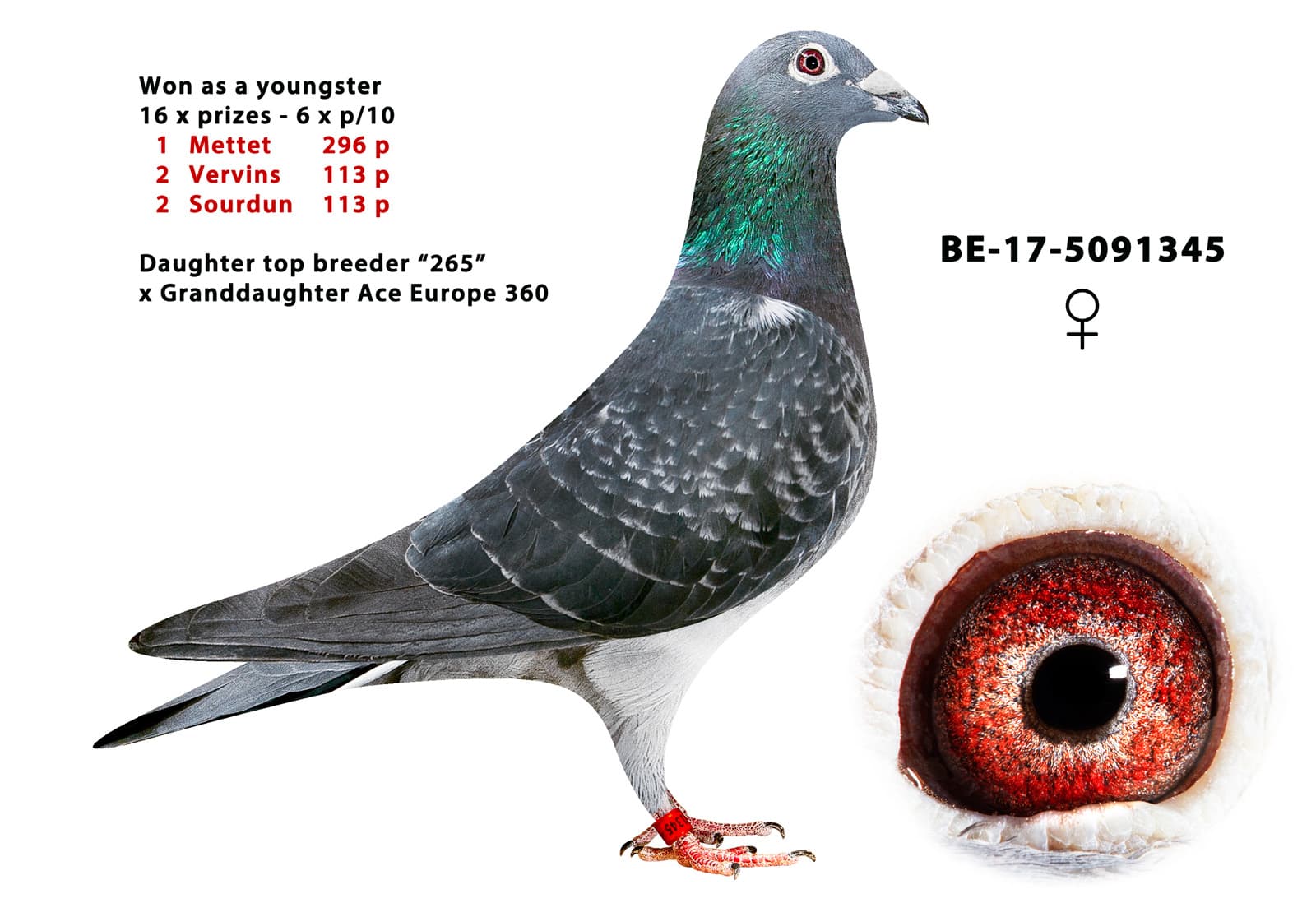pigeon: Winner 345