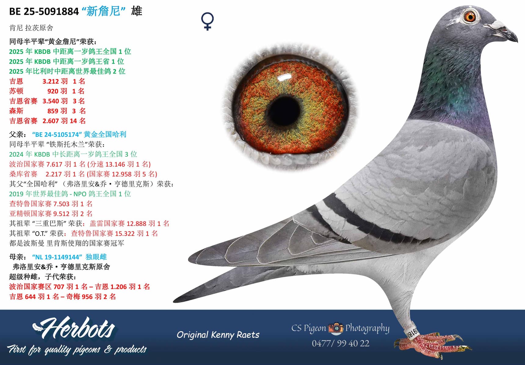 pigeon: “新詹尼”