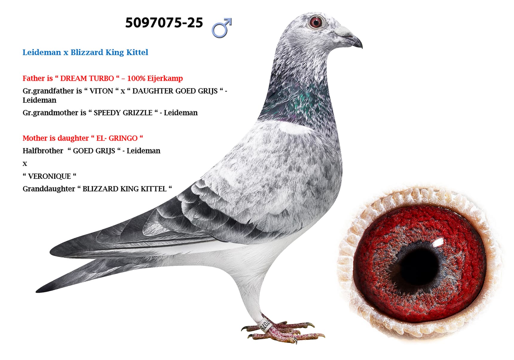 Leideman x Blizzard King Kittel