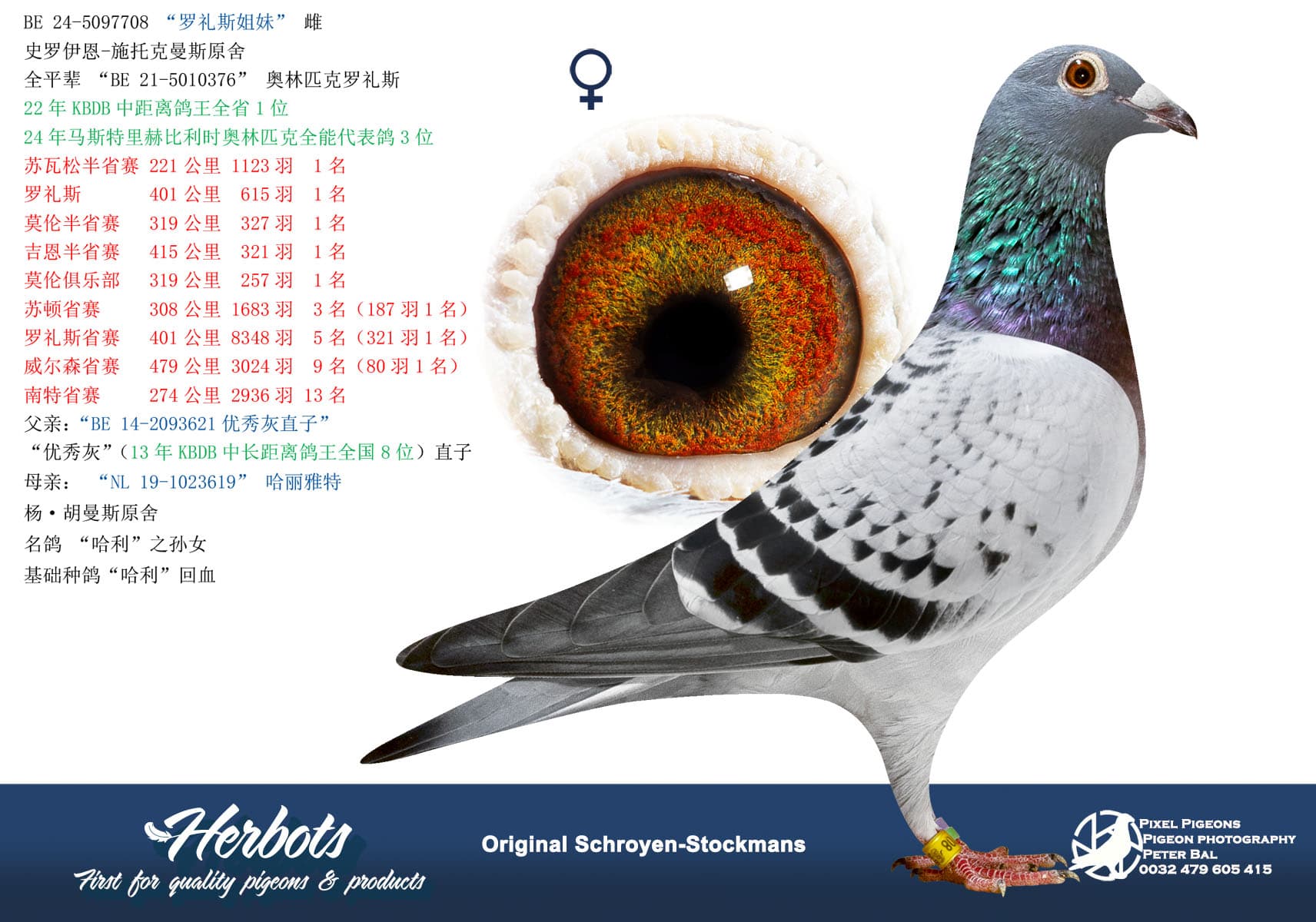 pigeon: undefined