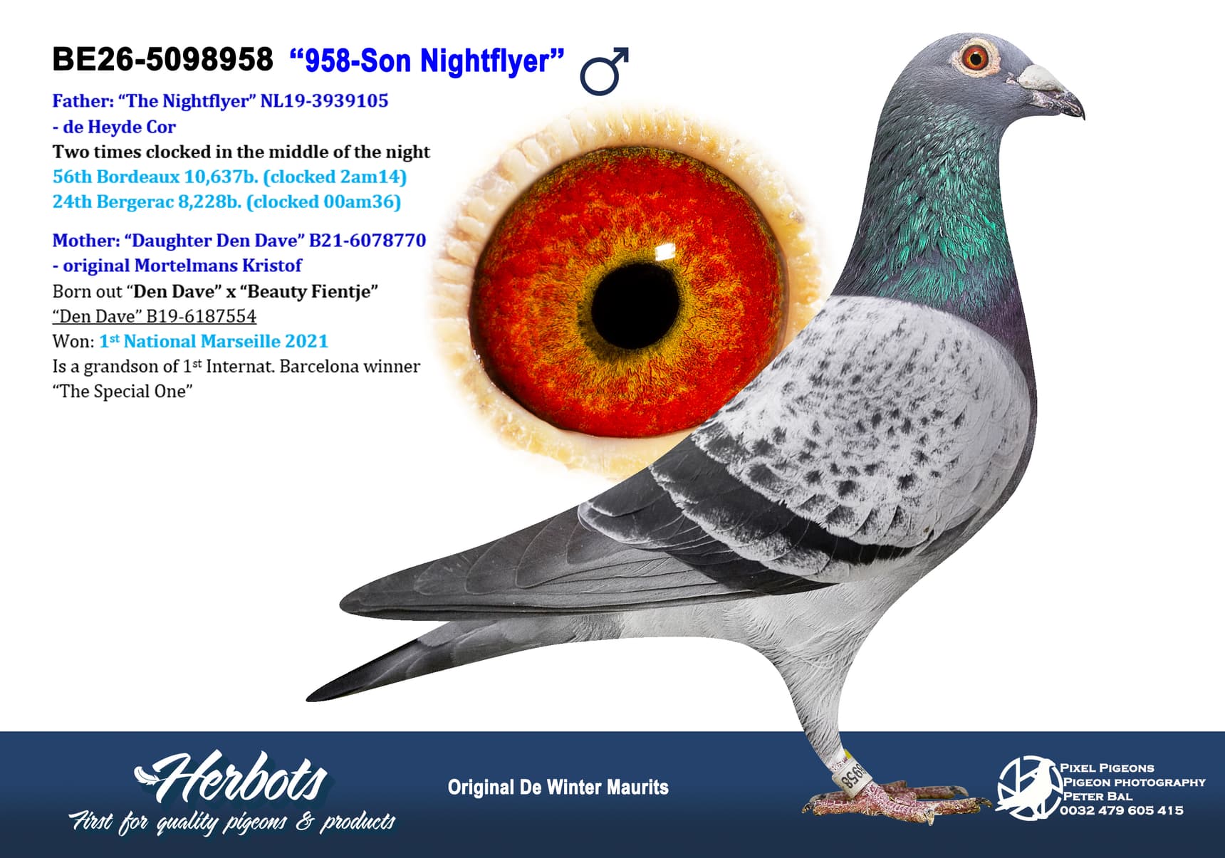 pigeon: undefined
