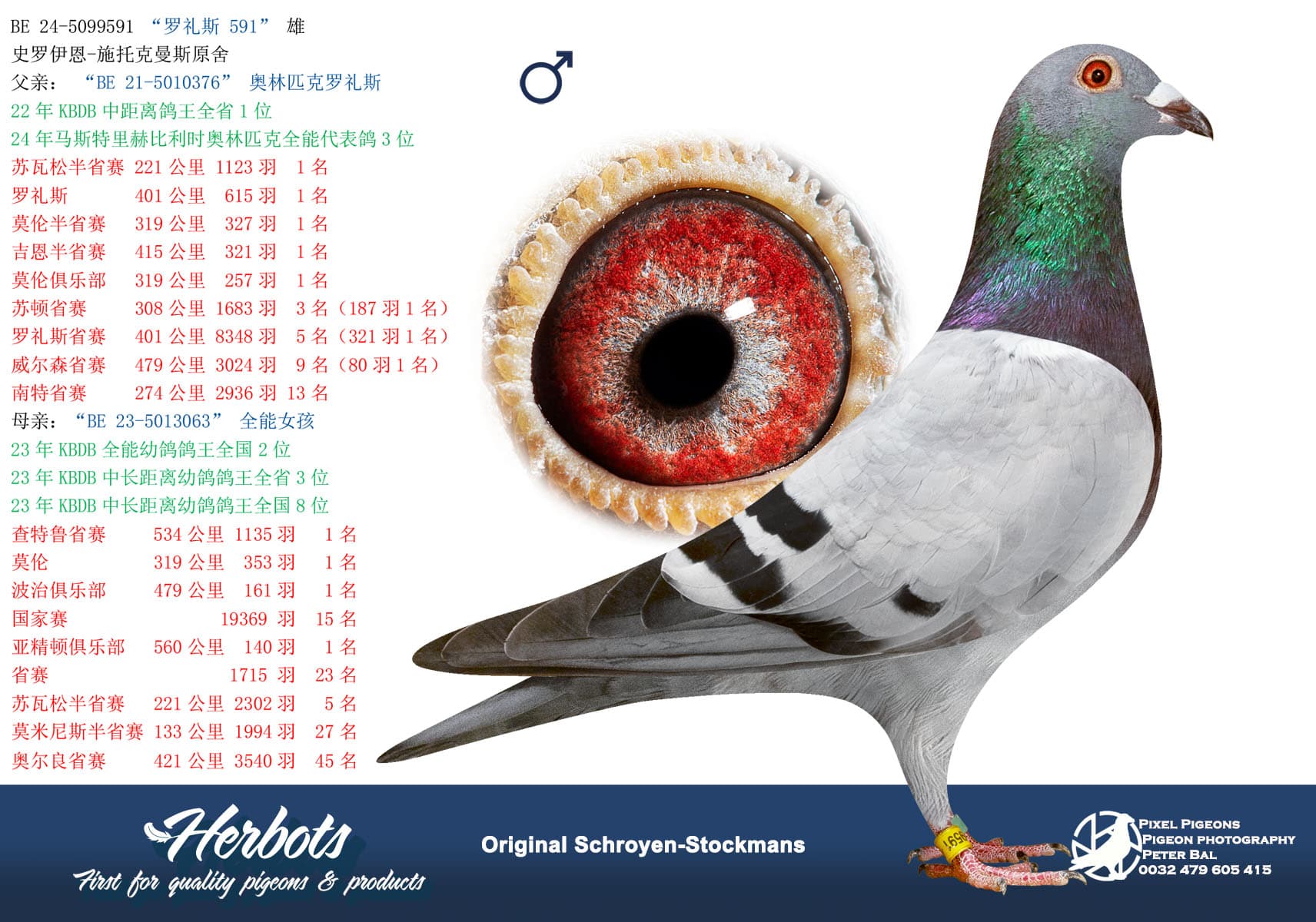 pigeon: “罗礼斯 591”