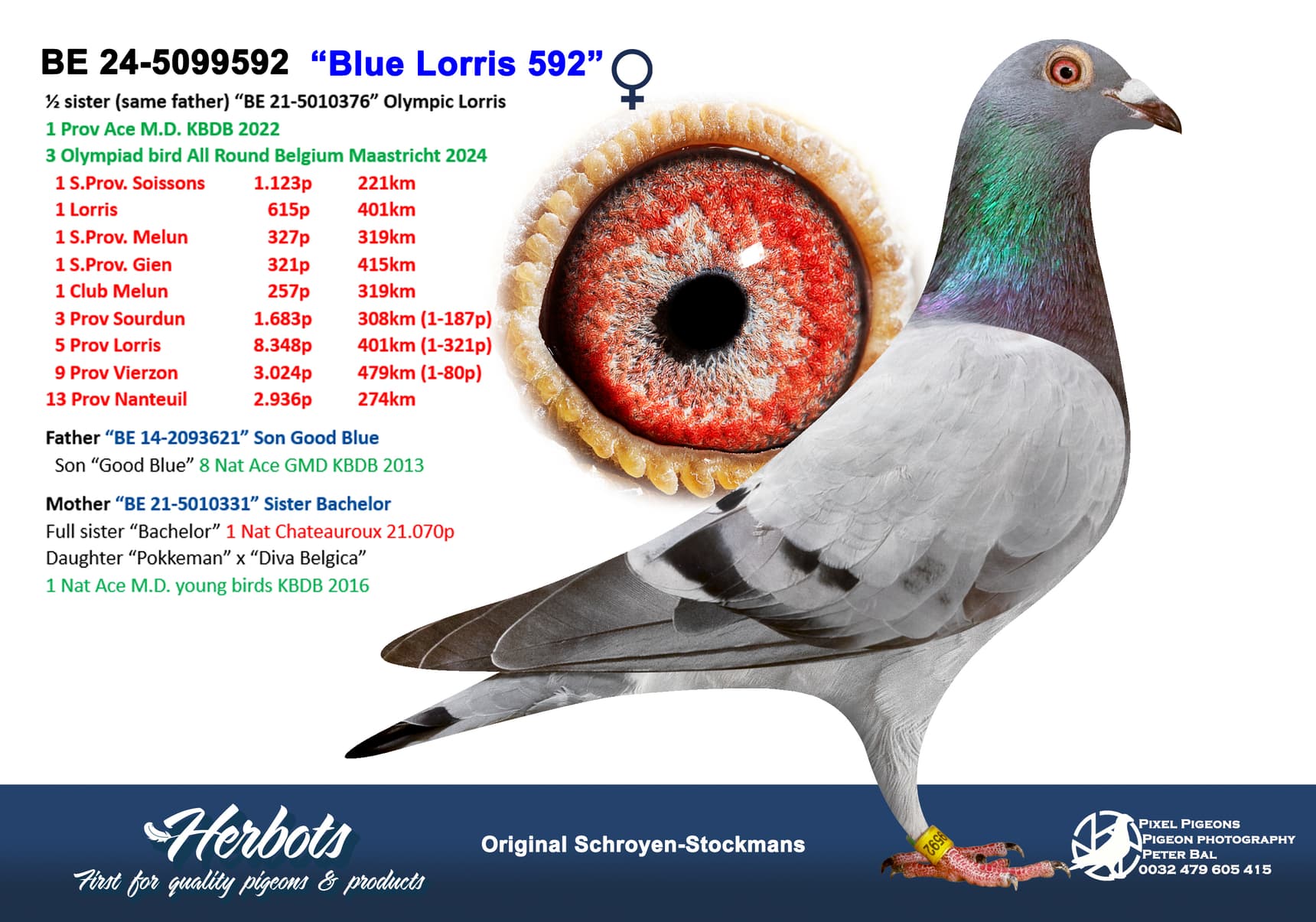 pigeon: “Blue Lorris 592”