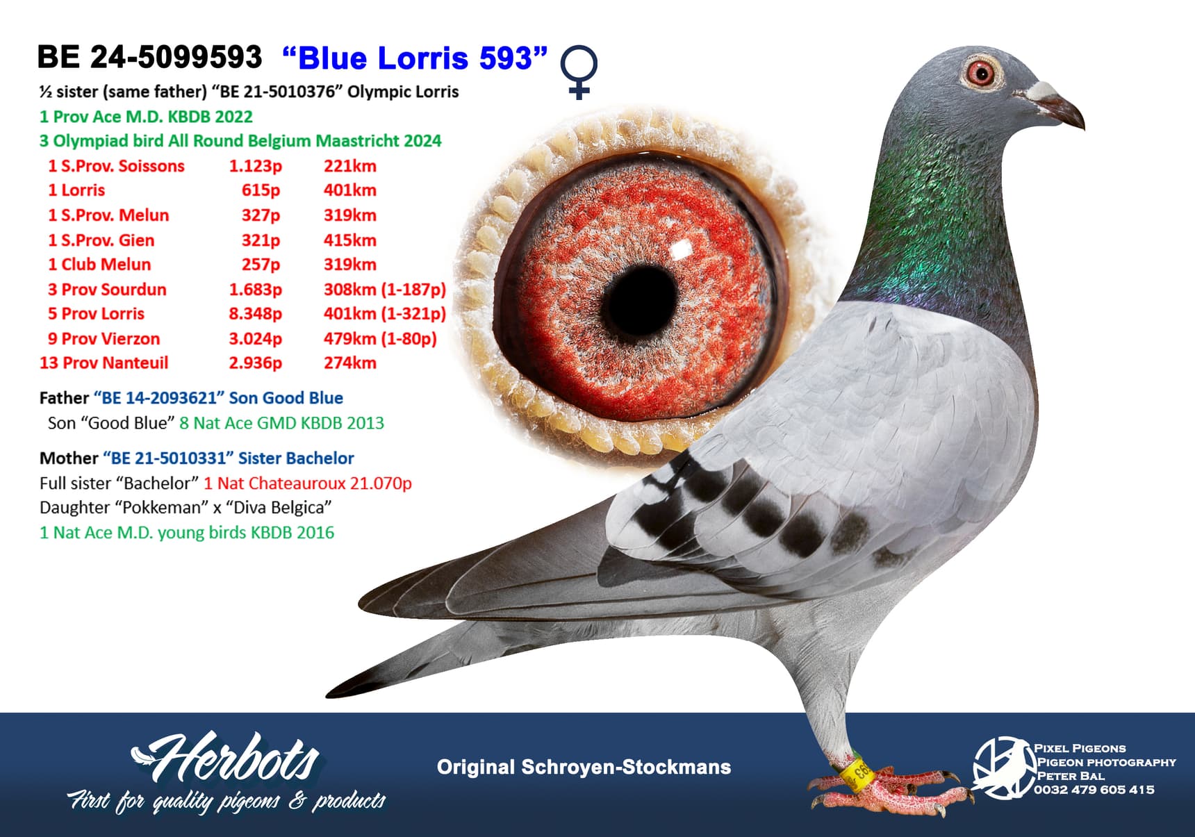 pigeon: “Blue Lorris 593”