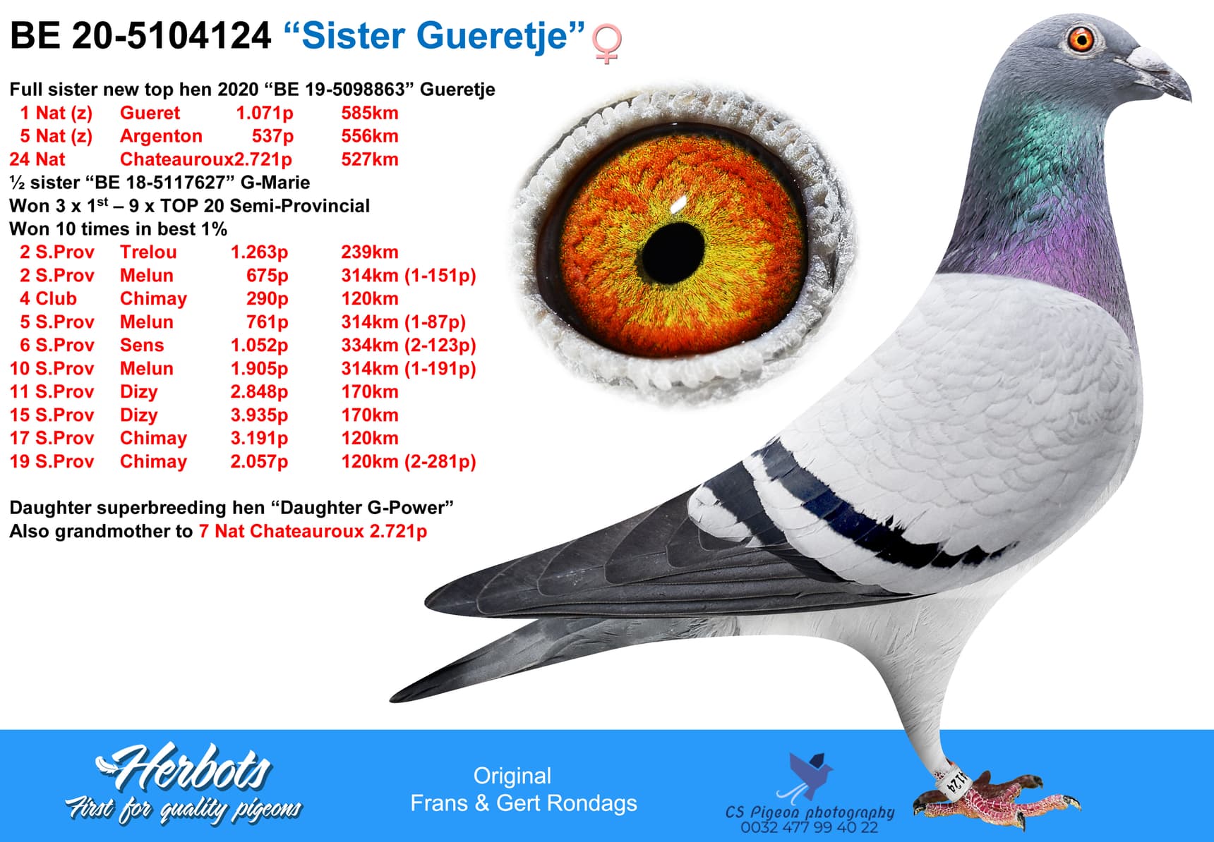 pigeon: “Sister Gueretje”