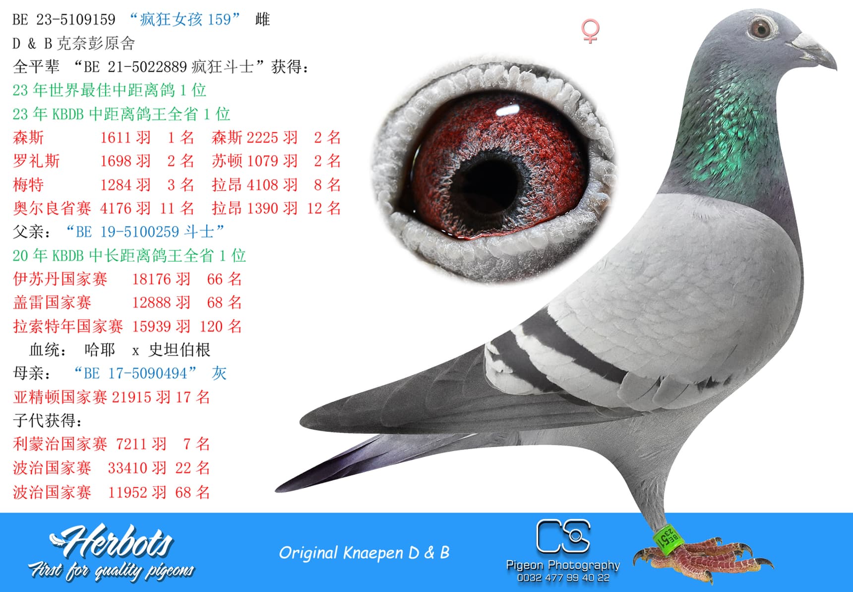 pigeon: undefined