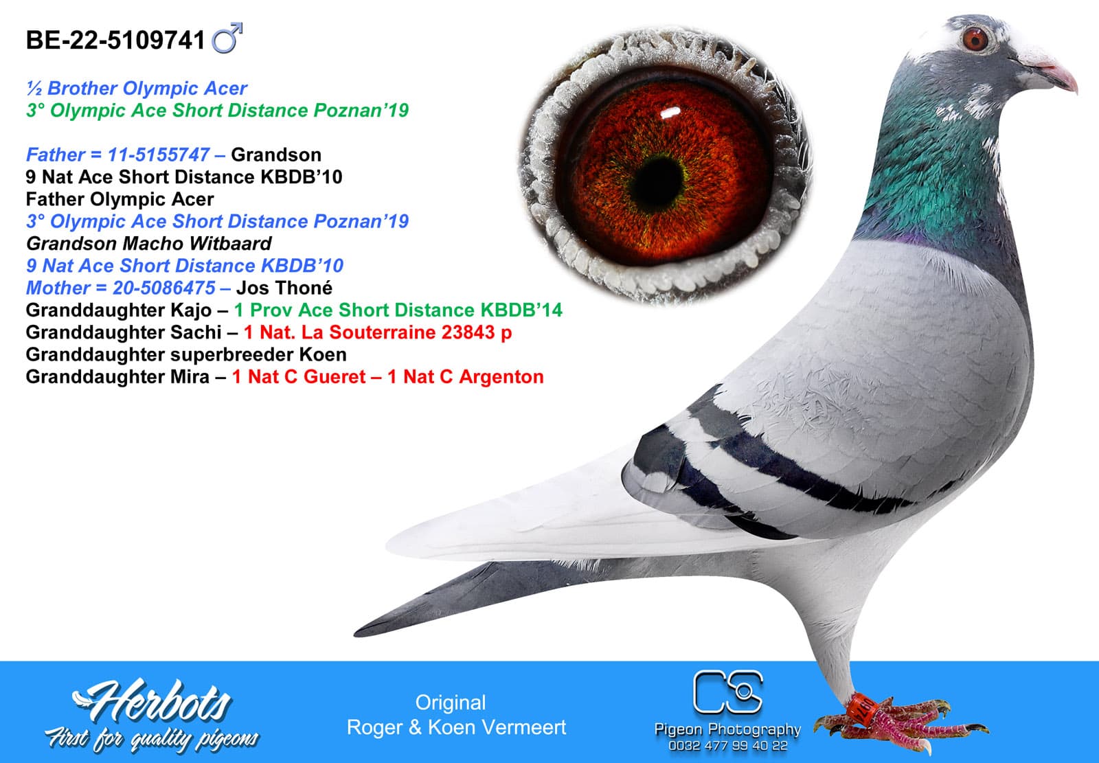 pigeon: Half brother Olympic Acer