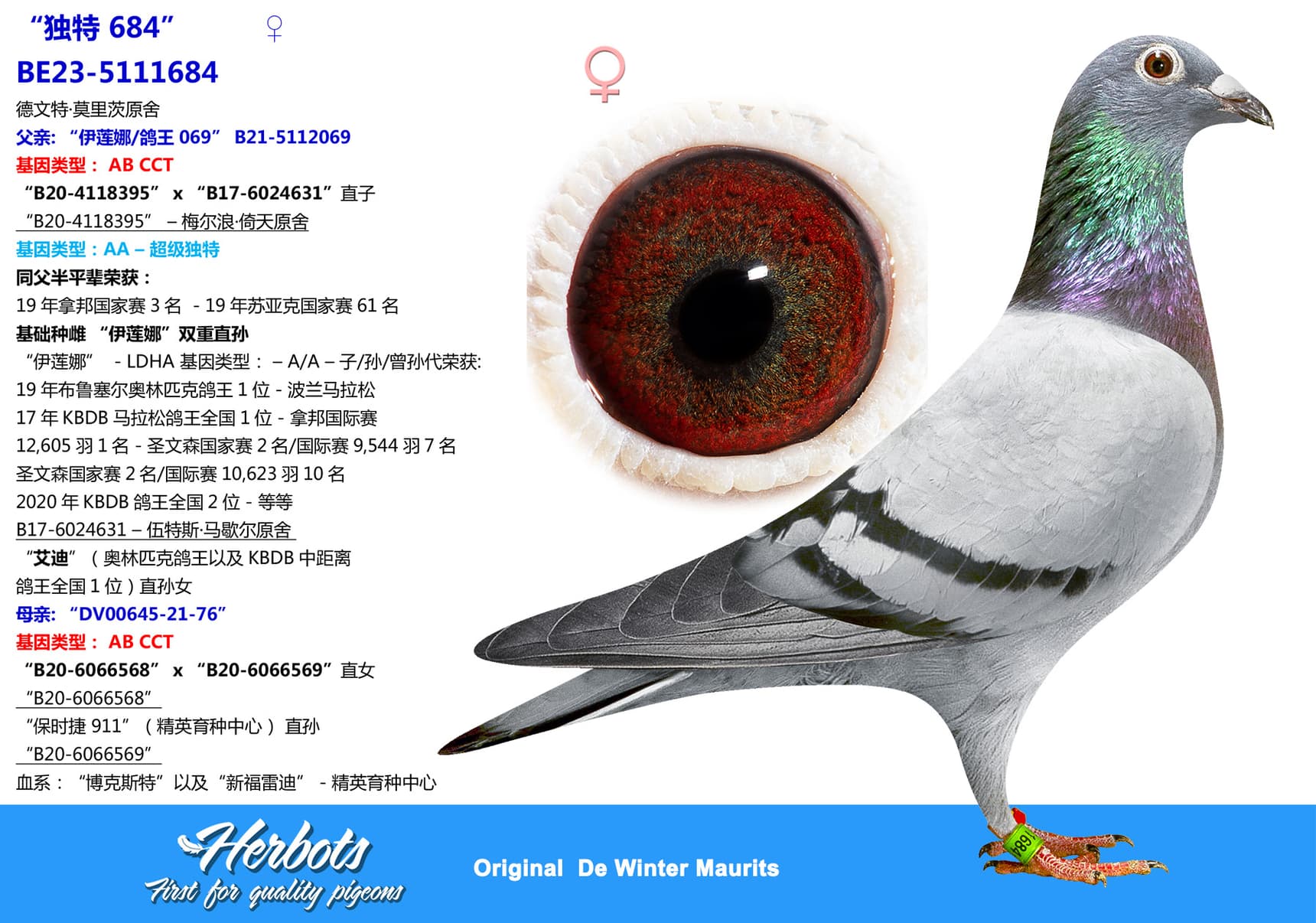 pigeon: undefined
