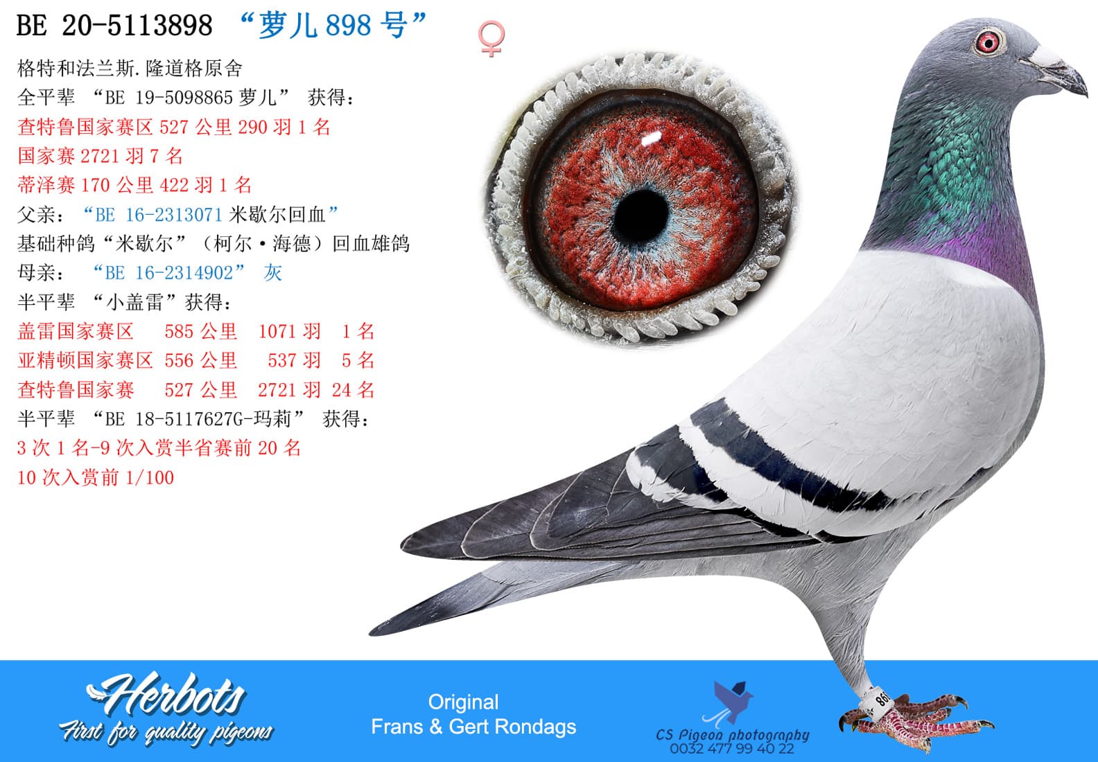 pigeon: “萝儿898号”