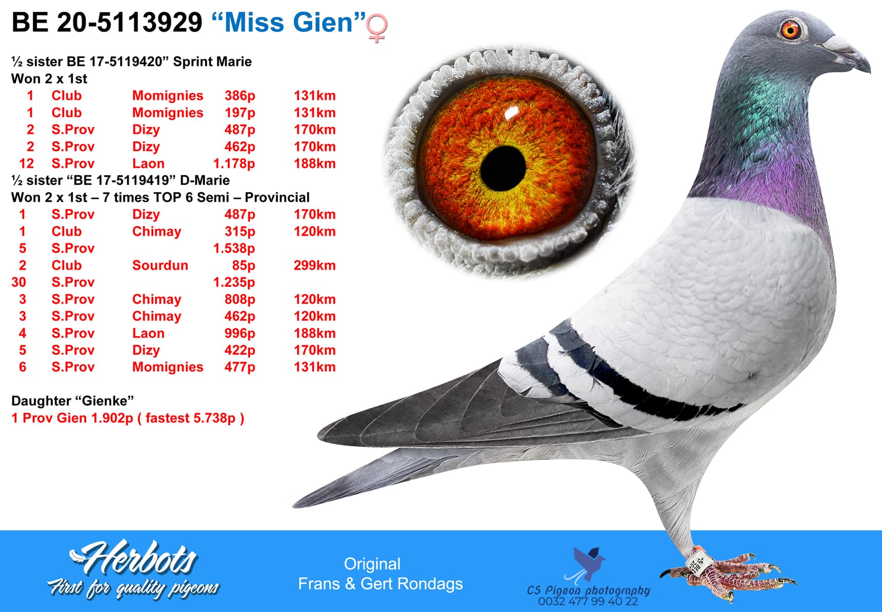 pigeon: “Miss Gien”