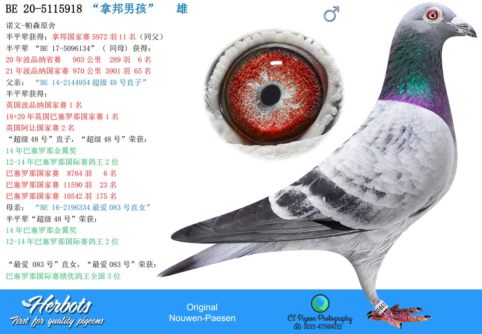 pigeon: “拿邦男孩”