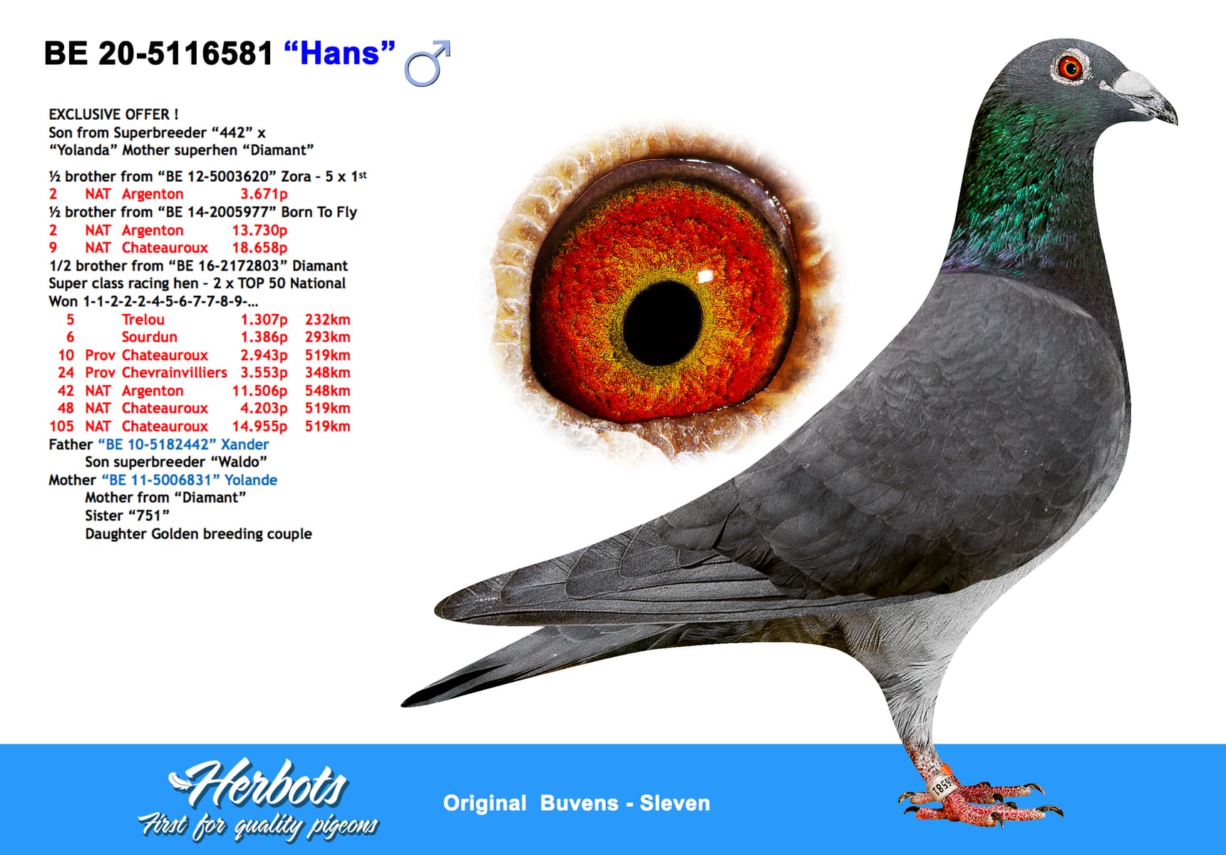 pigeon: undefined